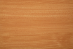 IMG_0237_Beech
